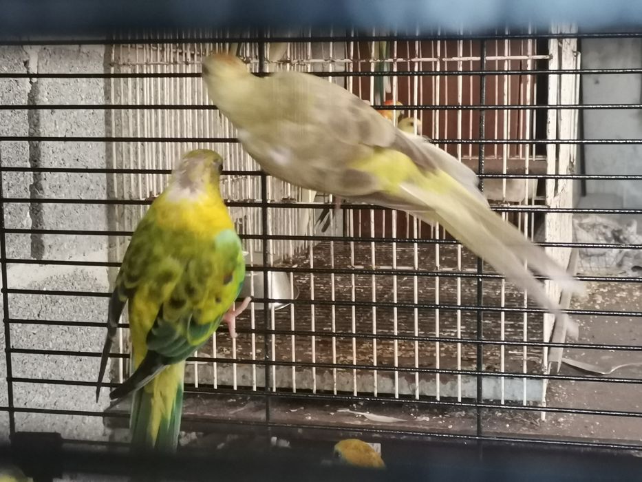 Casal de Red rump opalinos