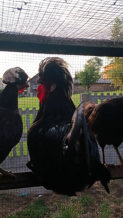 Bialoczub holenderski czubatka