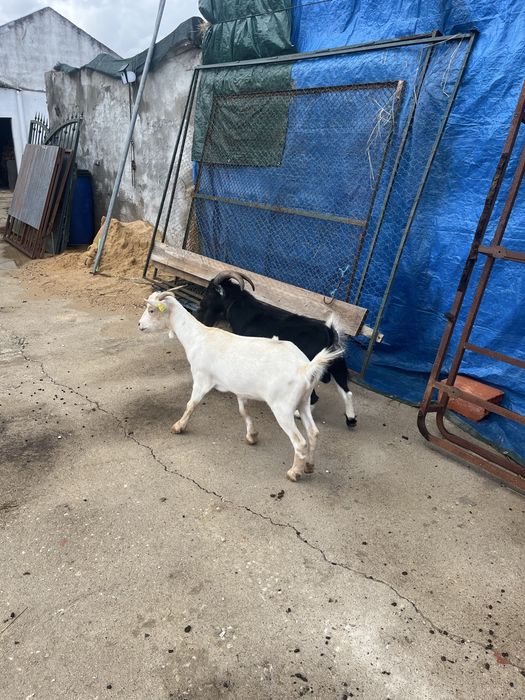 Cabra para ceder c/2 anos