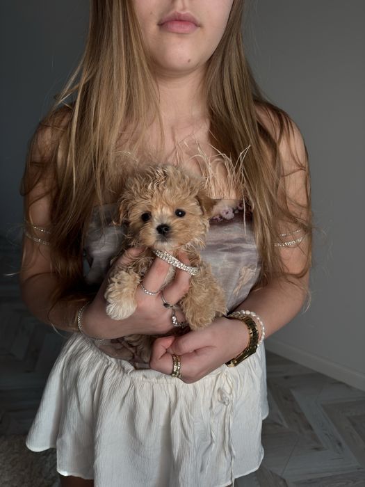 Мікро мальтіпу хлопчик ф1, maltipoo micro f1 male