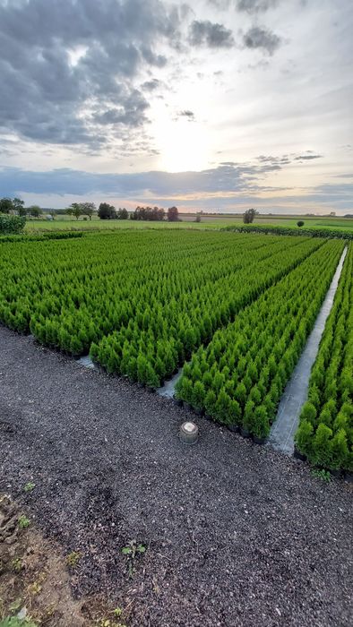 PROMOCJA! Szmaragd Thuja occidentalis Żywotnik zachodni 90cm!