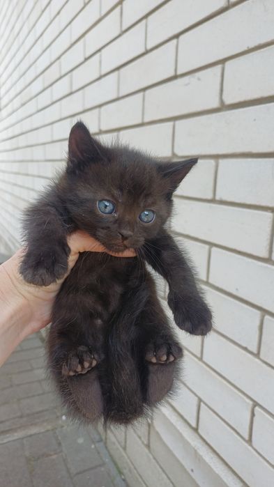Віддам котика в добрі руки