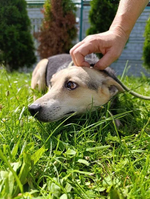 Ben wystraszony piesek w schronisku bez wolontariatu