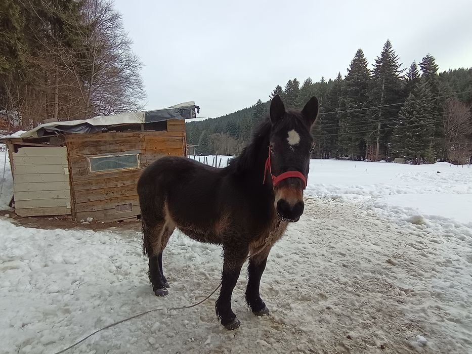 Ogier Sztum zimnokrwisty