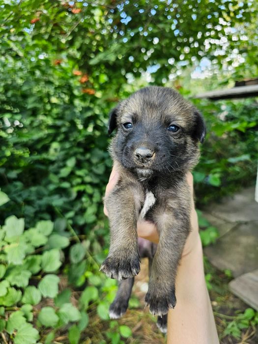 Безкоштовно песики