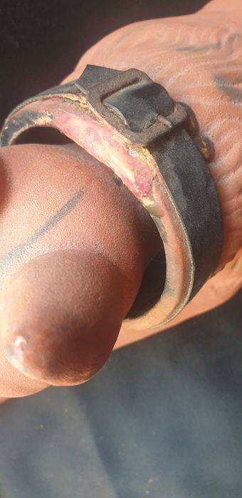 Antigo cão de barro