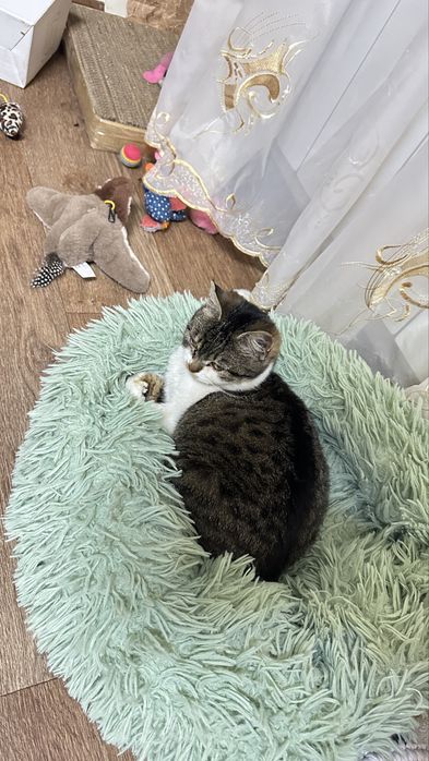 Віддам кішку у добрі руки