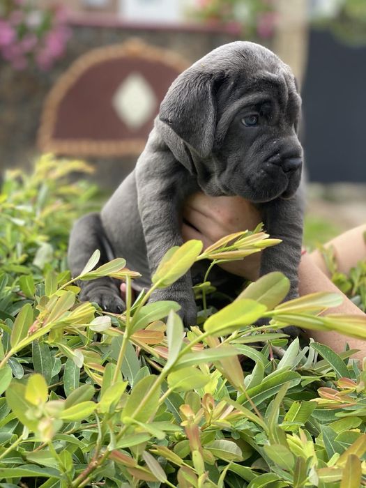 Щастя поруч Львівському питомнику-Cane corso