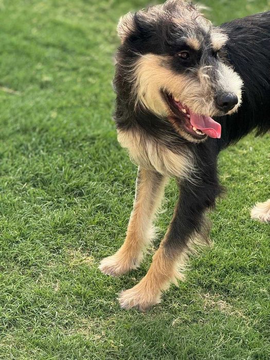 Waffle,  słodka i bardzo przyjazna towarzyszka aktywnych przygód