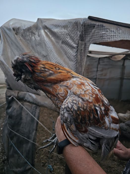 Casal de polonesa
