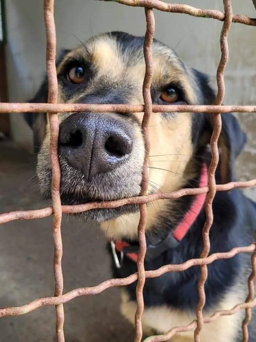 Samotny Rino do adopcji