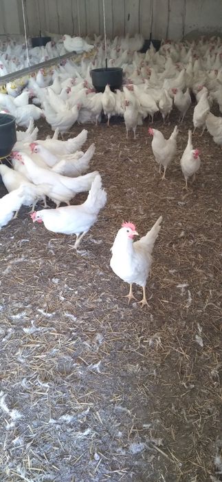 Kury Nioski Leghorn 24 tygodnie! Wysyłka!