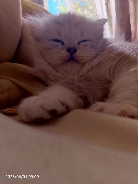 Шотландськие котята