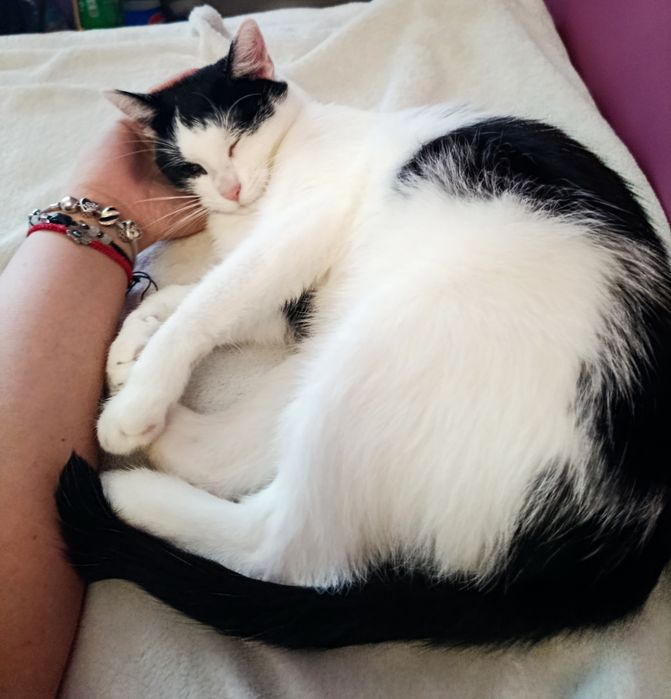 Przekochana słodka kotka do adopcji