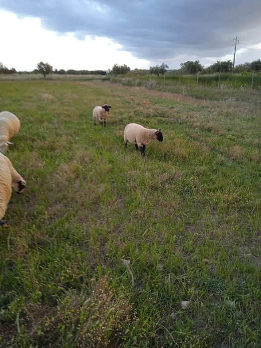 Vendo duas borregas cruzadas de sulfok