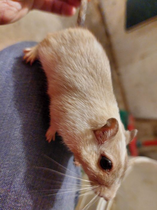 Чарівні мишки Піщанки,