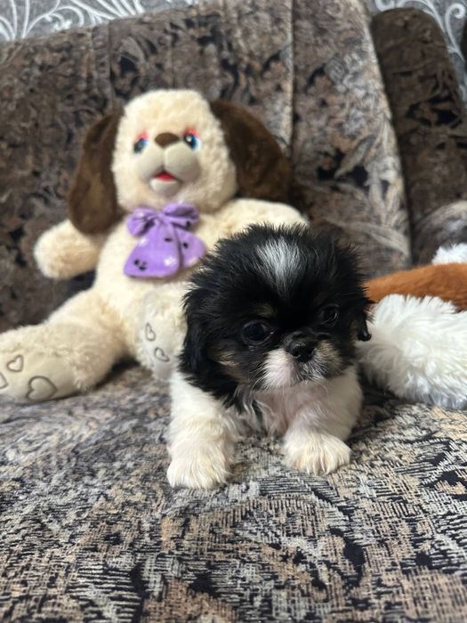 Пекінес дівчинка трьохкольорова красуня