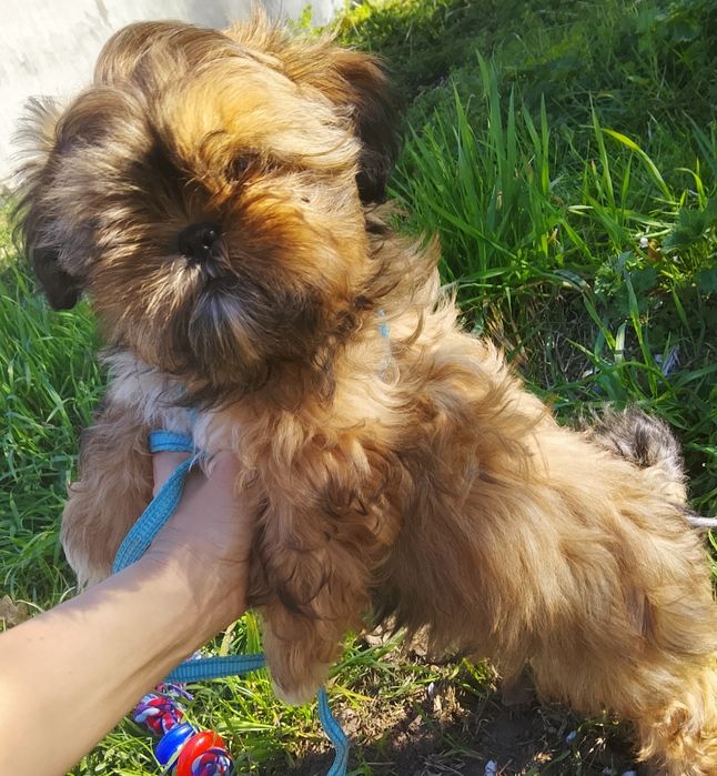 8 tygodni chłopczyk Shih tzu złoto czekoladowy