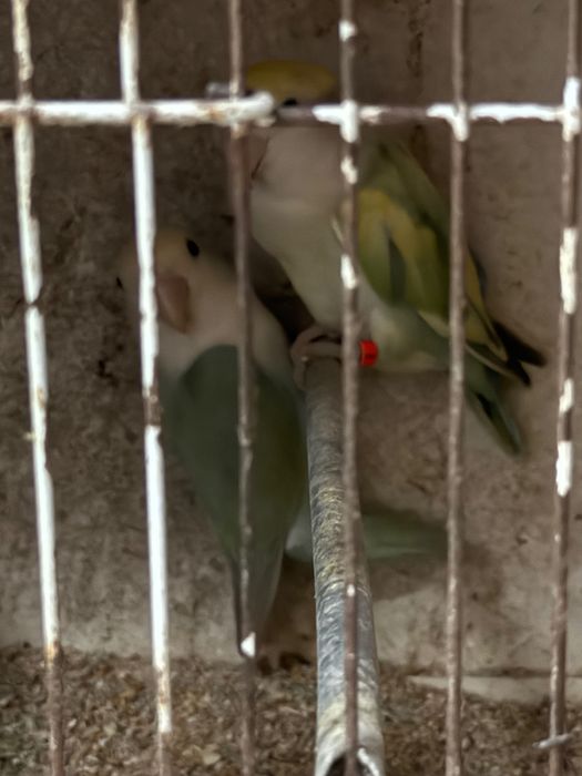 Casal Reprodutor de Agapornis