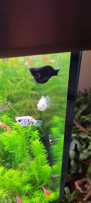 Witam sprzedam molinezje balonowe