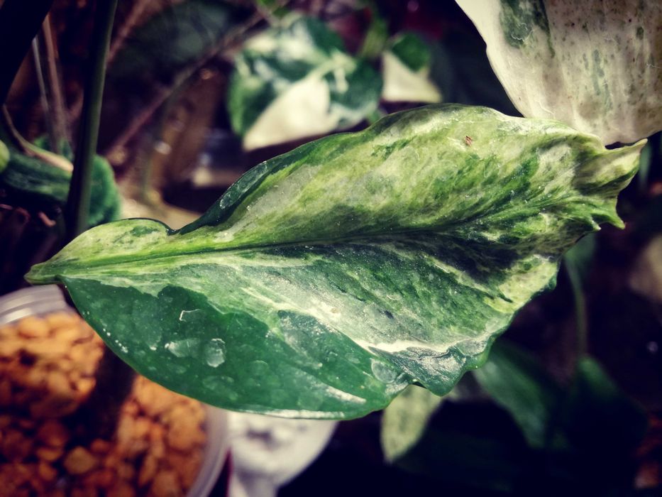 Epipremnum Hanoman sp. Bali variegata WIELKA RZADKOŚĆ Unikat nie monstera philodendron