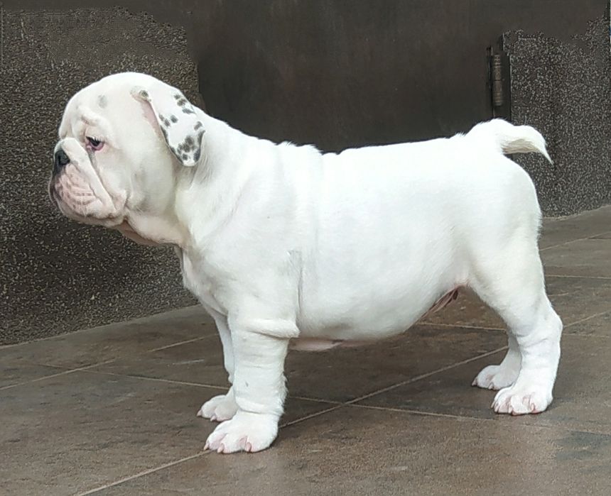 Англiйський бульдог