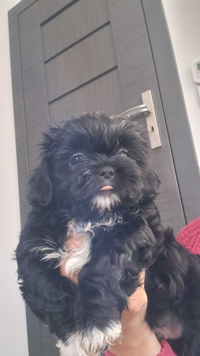 Śliczny piesek rasy shih tzu