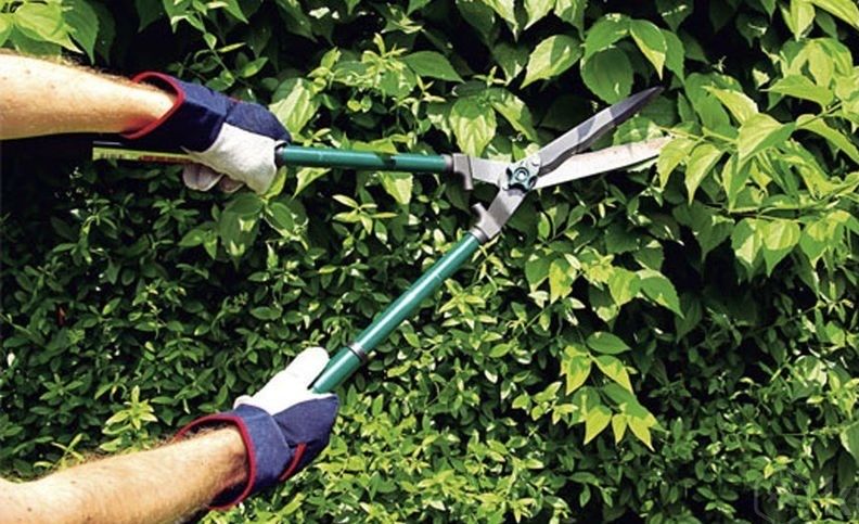 Прибирання території догляд за садом Колонщина Миколаївка Бузова