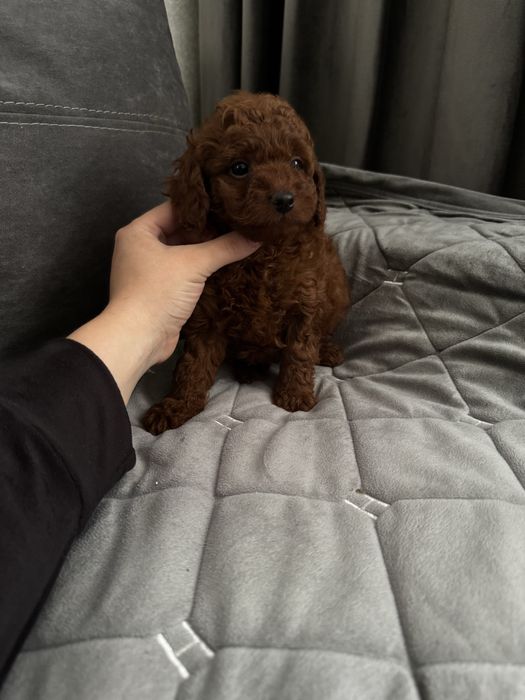 Дівчата і хлопці Китай Ред Браун міні той пудель