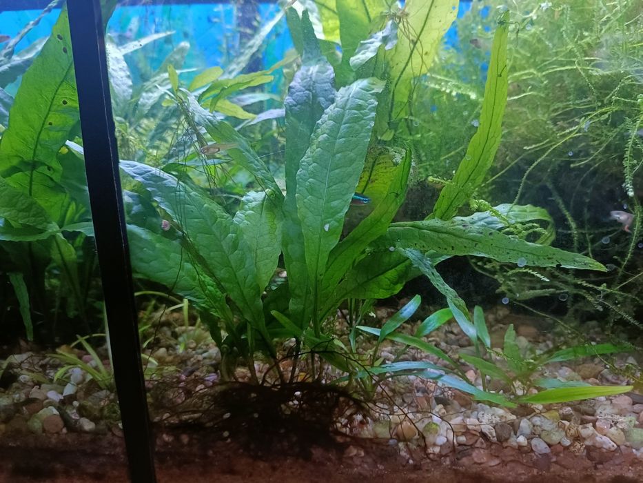 Musgo Java para aquário