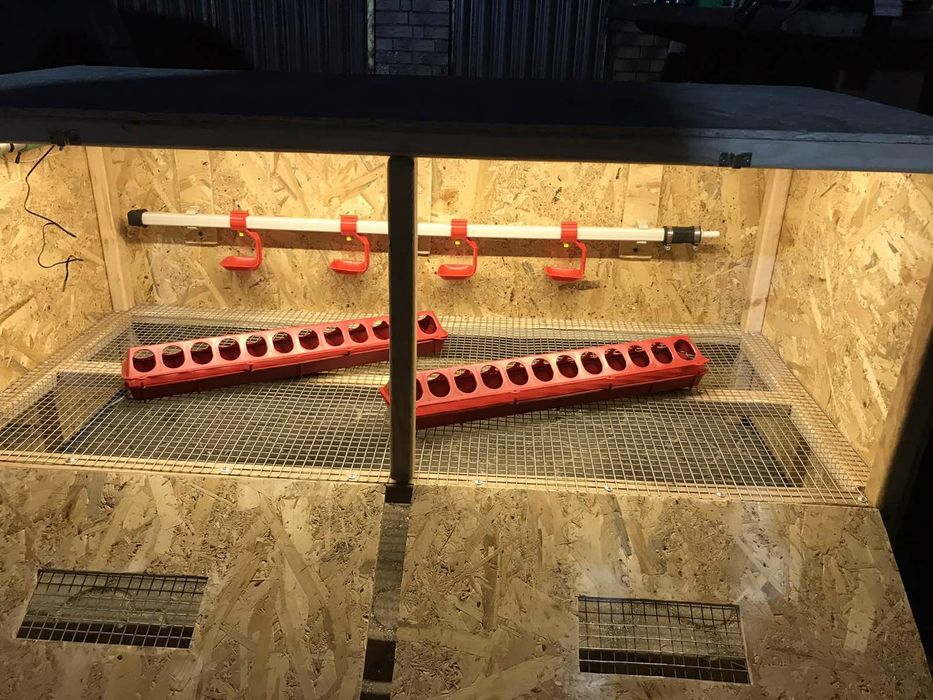 Кури, циплята несучки