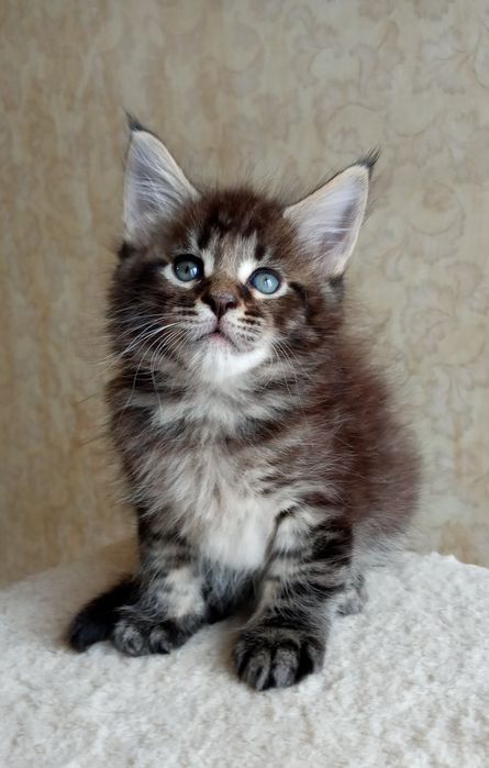 Мейн кун Мальчики в дикий  окрас и рыжий, есть кошечка и котики