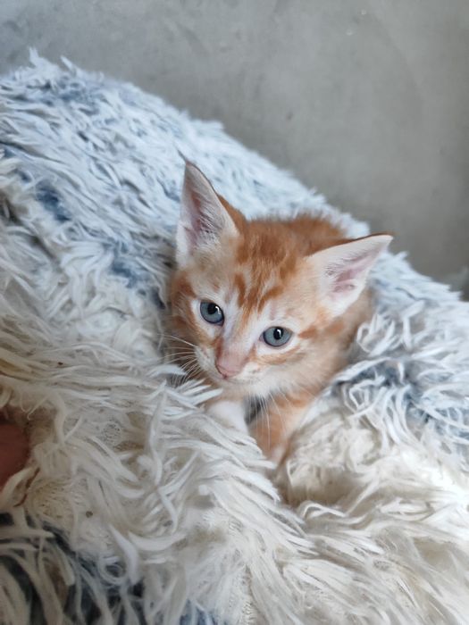 Gatinhos para adoção