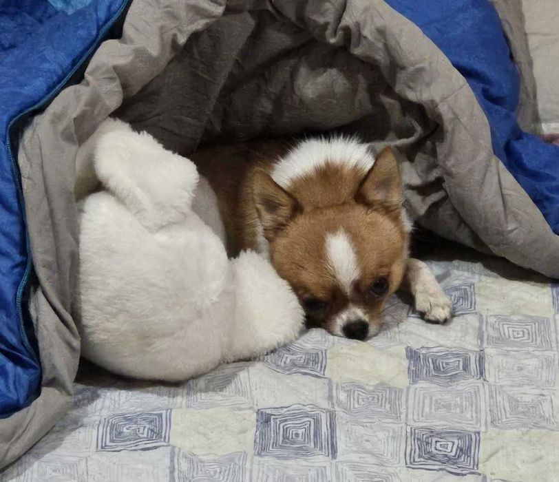 В'язка  чихуахуа міні стандарт