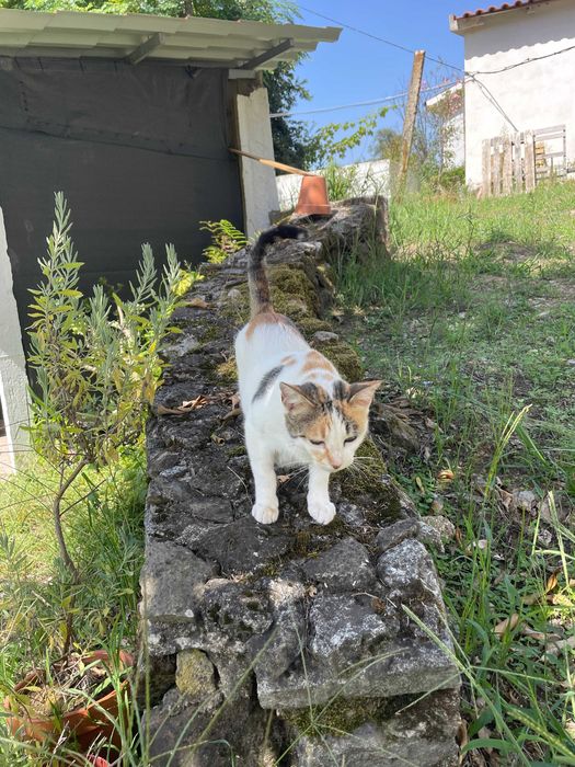 Gata Esterilizada, Carinhosa e Leal - Para Adoção