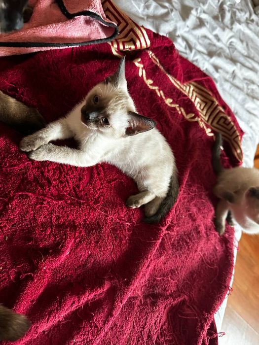 Сіамські котики шукають люблячу родину