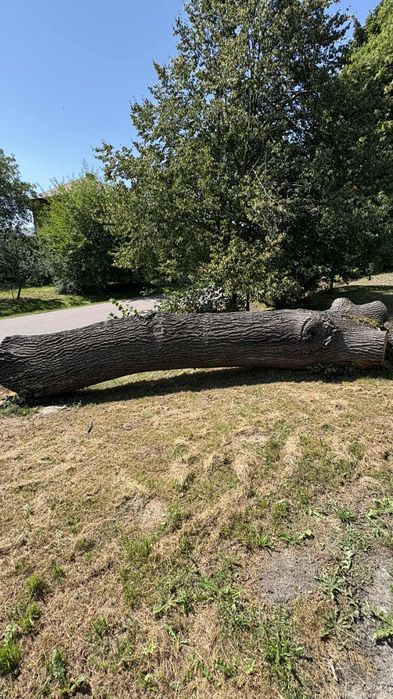 Na sprzedaż kłoda drzewo dąb 3 m³