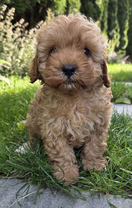 Cavapoo F1B Samczyk  hybryda ras