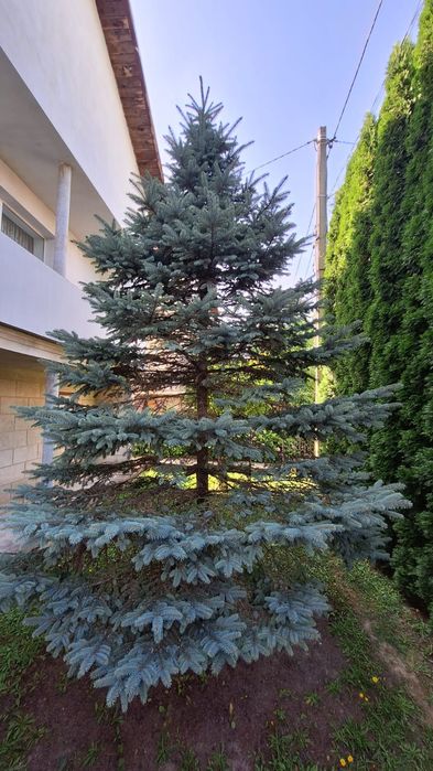 Ялинка  голуба 2,5- 3м