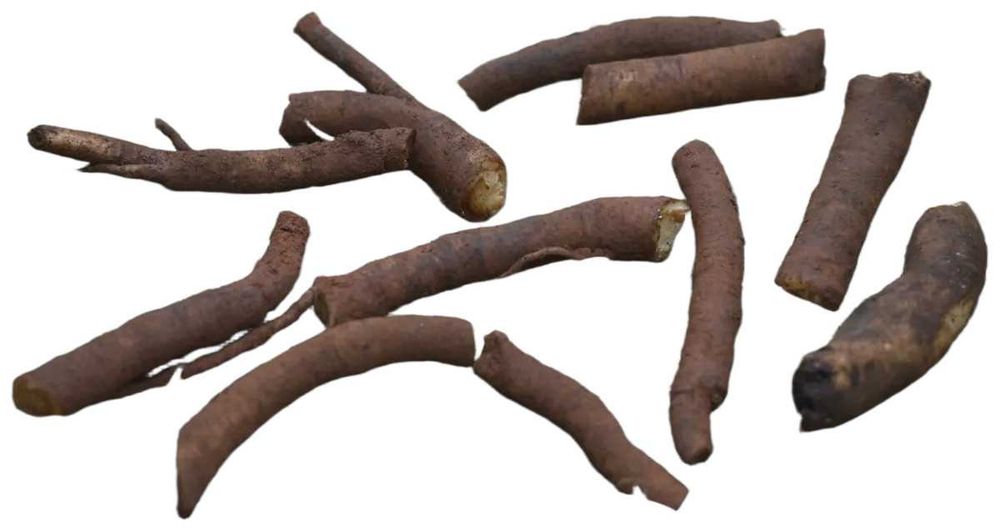 Raízes de Consolda Bocking 14 (Estéril) - O Adubo Natural da Permacultura
