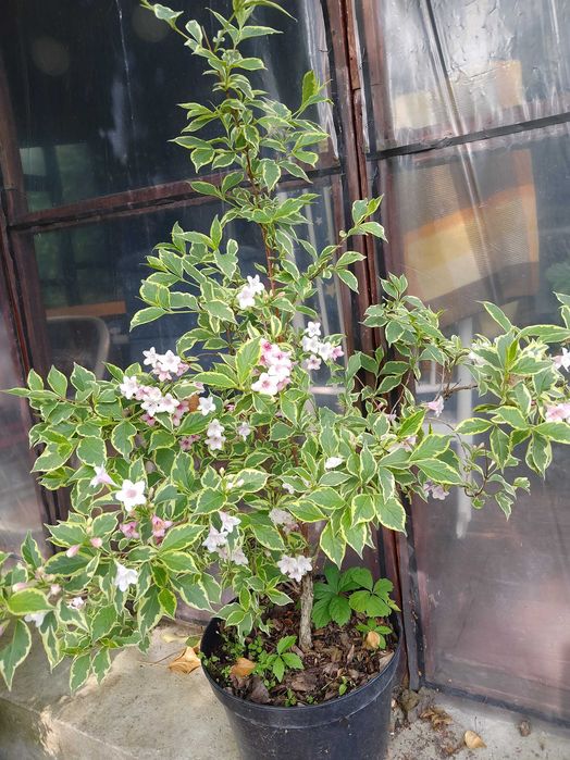 tawuły, krzewuszki- duże  krzaki