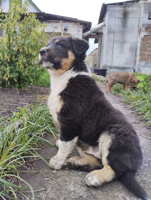 Щеноки-мальчики (2 месяца)