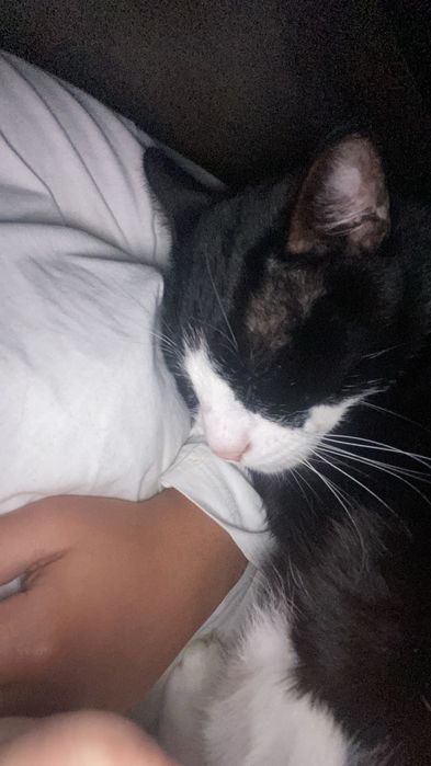 Gato adulto companheiro