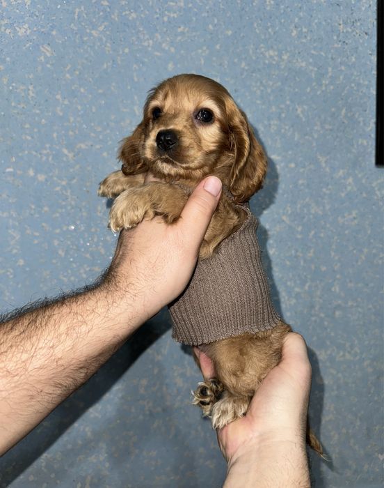 Дівчинка (хвостик є)