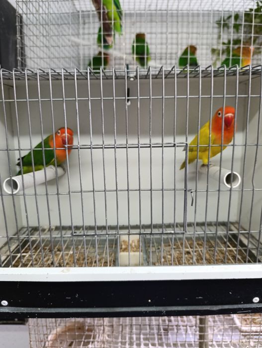 Casal de agapórnis fischeris Edge linha verde