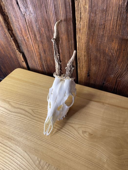 Trofeum kozła kozioł koziołek czaszka myłkus poroże jeleń łoś nr 17