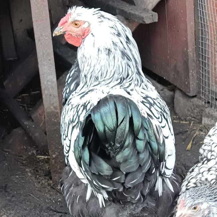 Koguty wyandotte . Jaja lęgowe