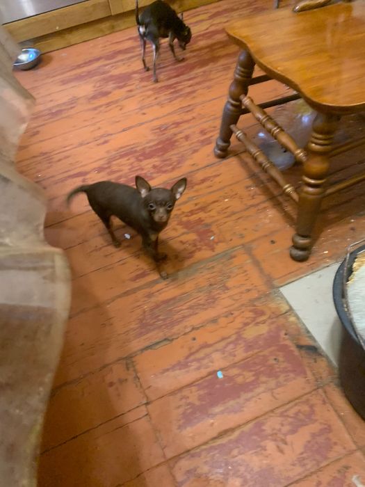 Дівчинка той  тер‘єр.