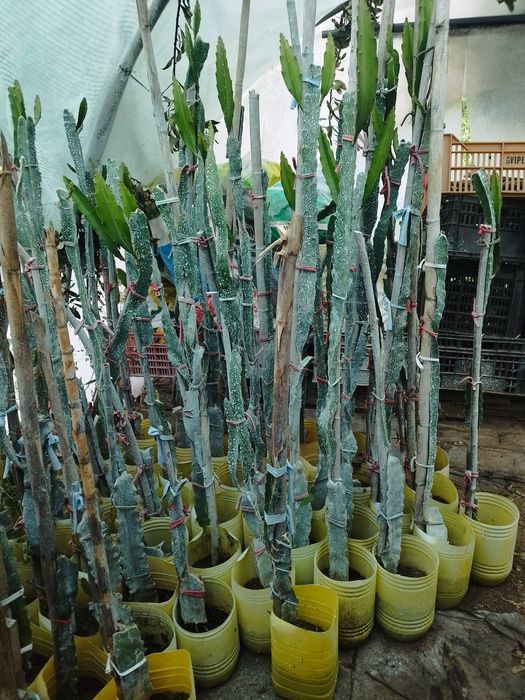 Planta pitaya em vasos