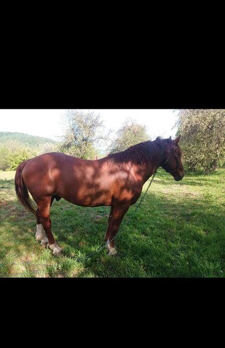 Продам Коня порода (Торійський Ваговоз)